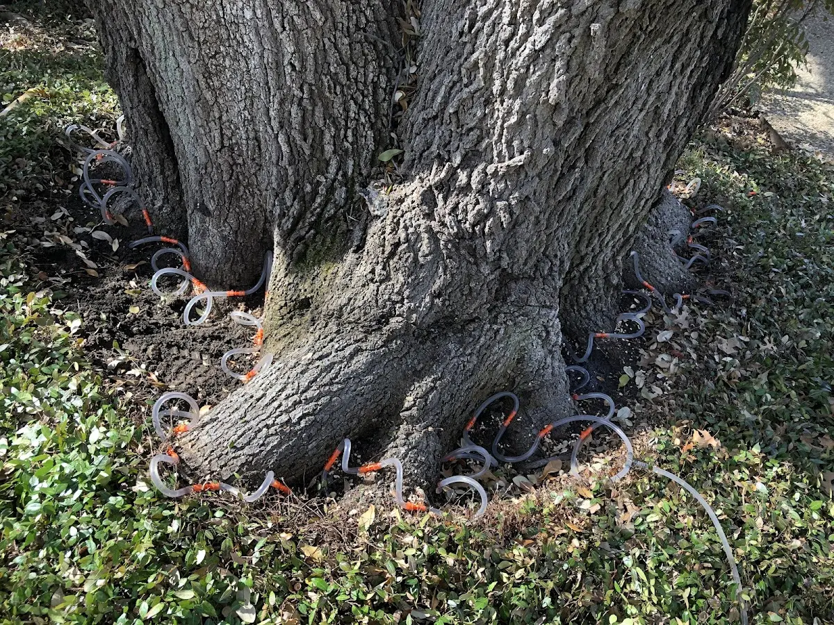 Detailed Tree Cabling and Bracing job site in Ocean City