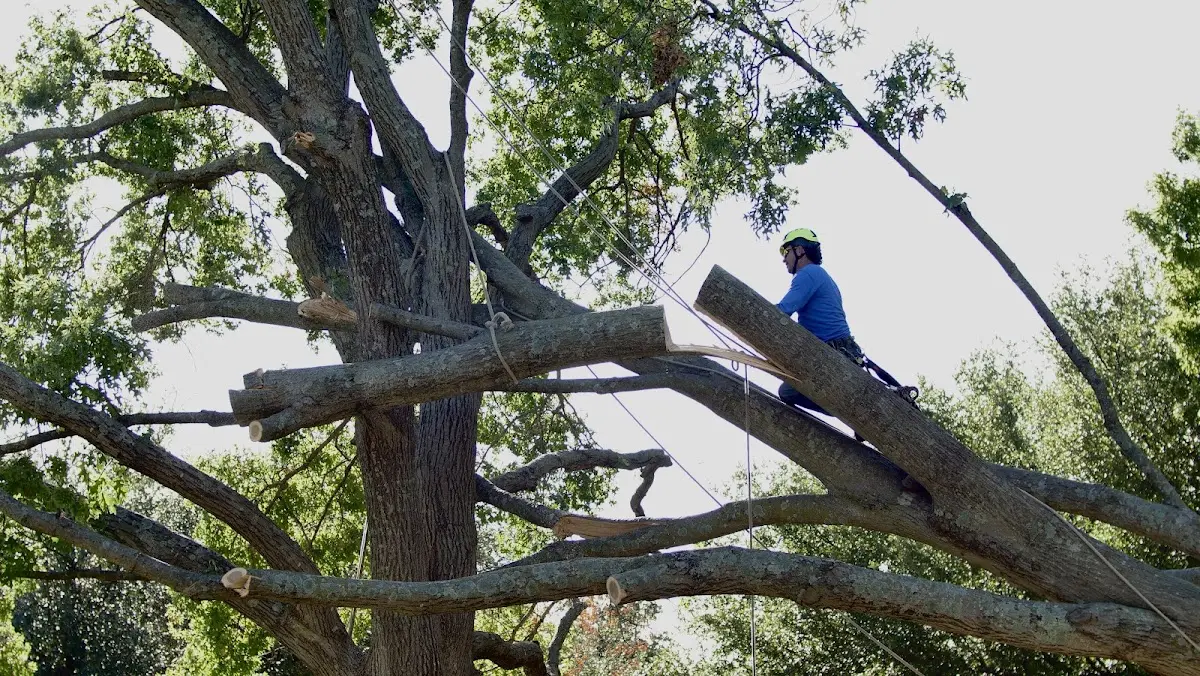 Professional Crown Thinning performed by certified arborists in Ocean City