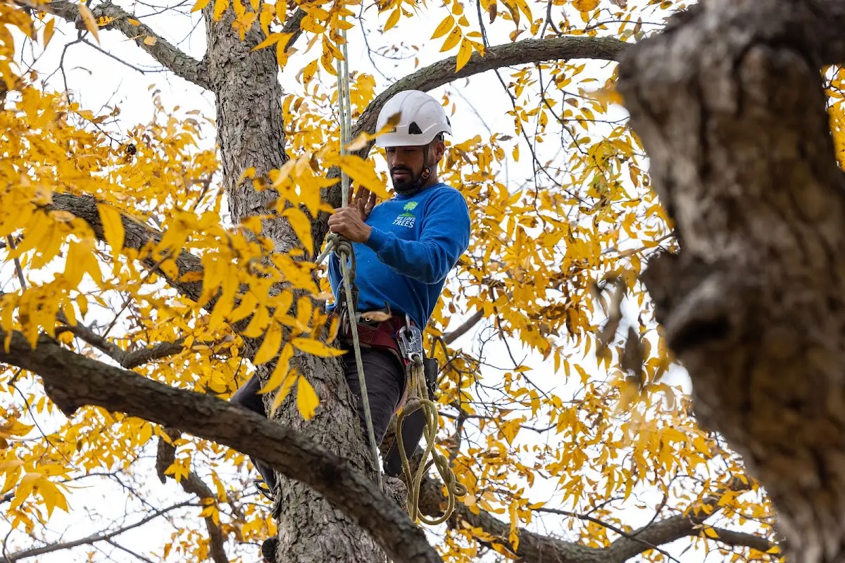 Skilled Tree Planting crew working in Ocean City
